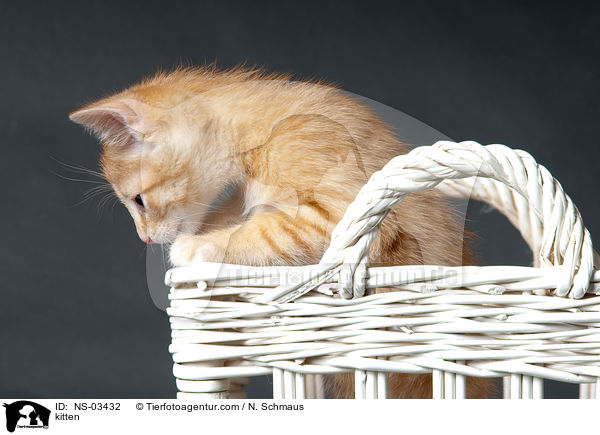 kitten / NS-03432