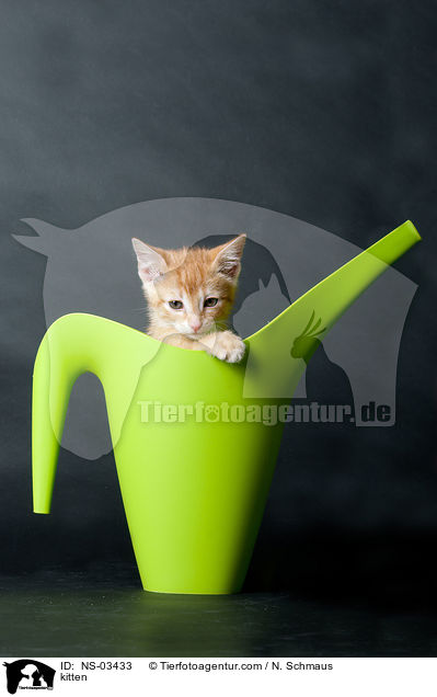 kitten / NS-03433