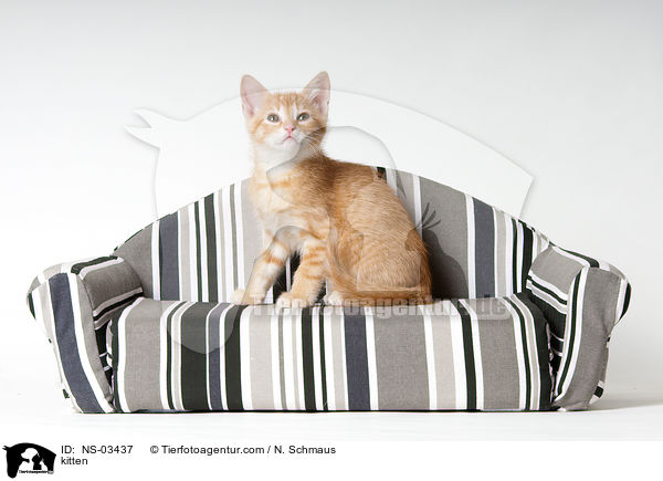 kitten / NS-03437