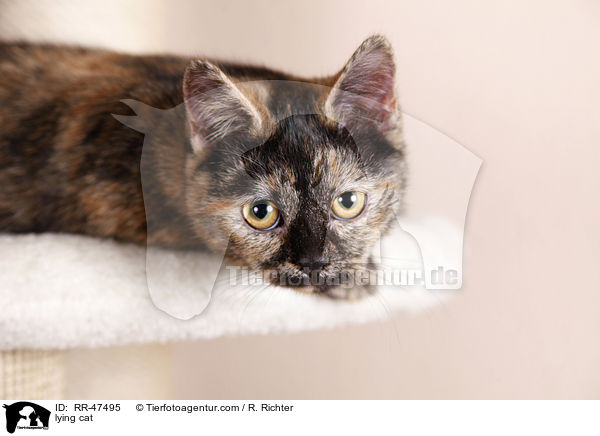 lying cat / RR-47495