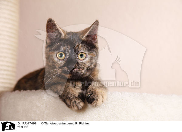 lying cat / RR-47498