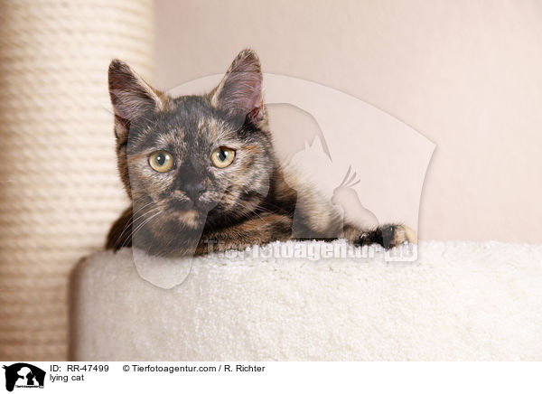 lying cat / RR-47499