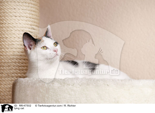 lying cat / RR-47502