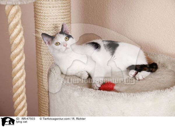 lying cat / RR-47503