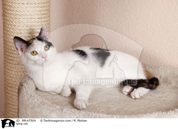 lying cat / RR-47504