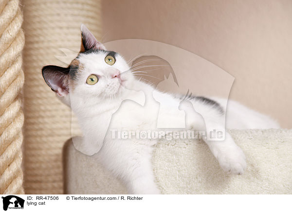 lying cat / RR-47506