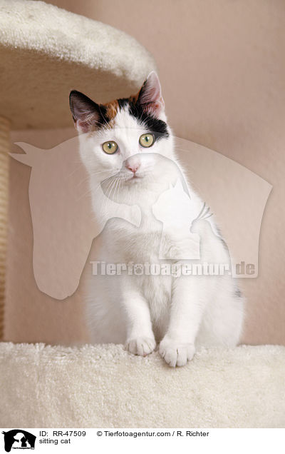 sitting cat / RR-47509