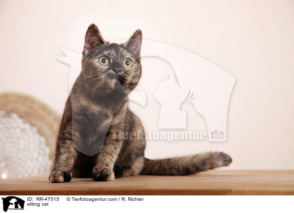 sitting cat / RR-47515