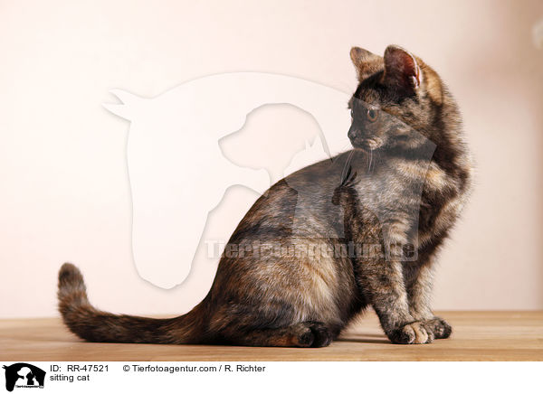 sitting cat / RR-47521