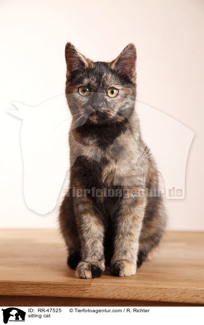 sitzende Europisch Kurzhaar / sitting cat / RR-47525