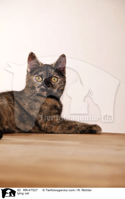 lying cat / RR-47527