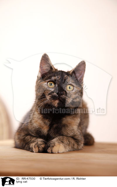 lying cat / RR-47530