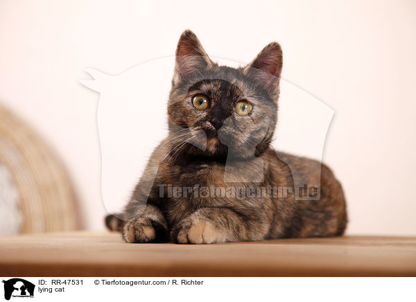 lying cat / RR-47531