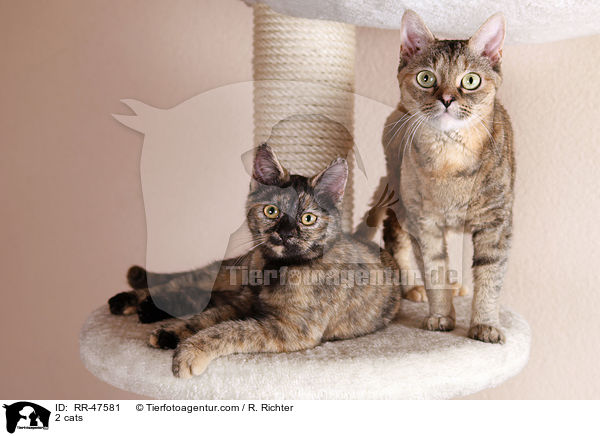 2 Katzen / 2 cats / RR-47581