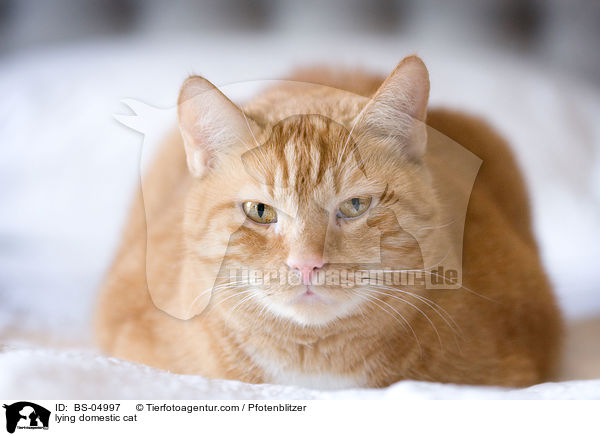 lying domestic cat / BS-04997