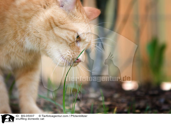 schnuppernde Europisch Kurzhaar / snuffling domestic cat / BS-05007