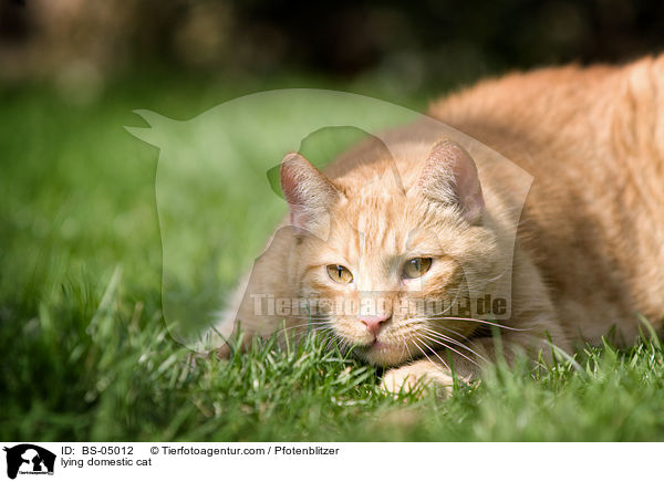 lying domestic cat / BS-05012