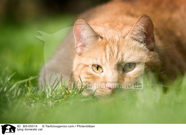 lying domestic cat / BS-05014