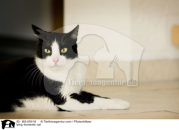 lying domestic cat / BS-05018