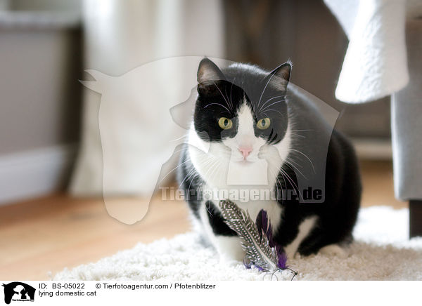 lying domestic cat / BS-05022