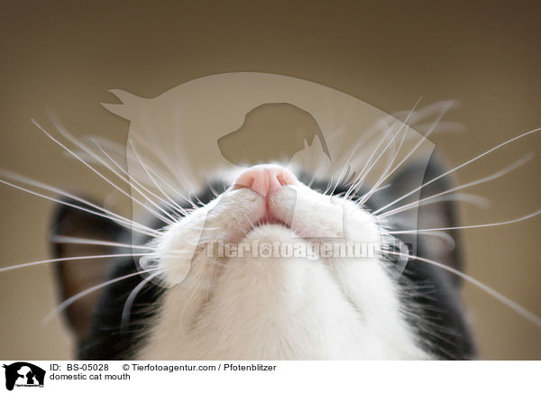 domestic cat mouth / BS-05028