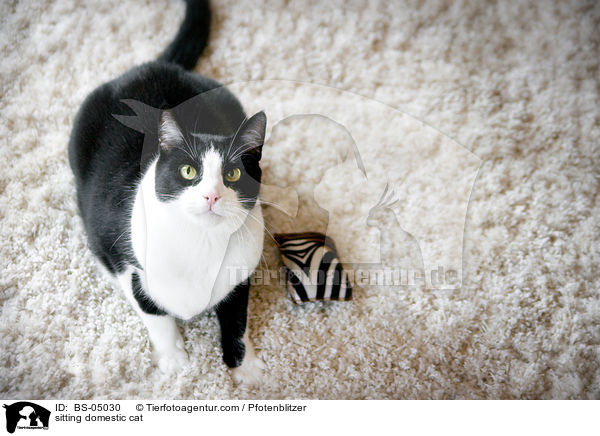 sitting domestic cat / BS-05030