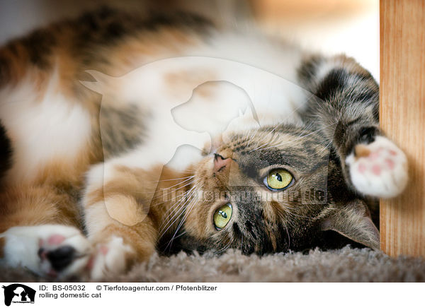 rolling domestic cat / BS-05032
