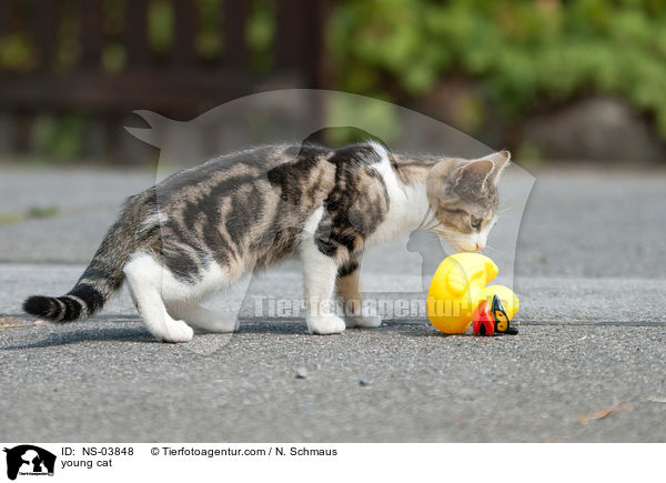 young cat / NS-03848