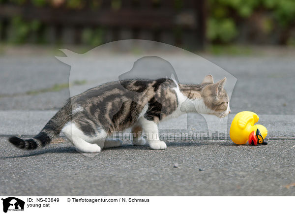 young cat / NS-03849