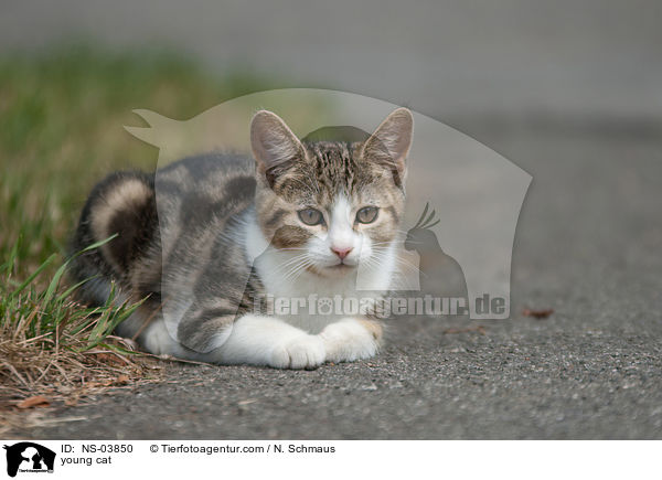 young cat / NS-03850