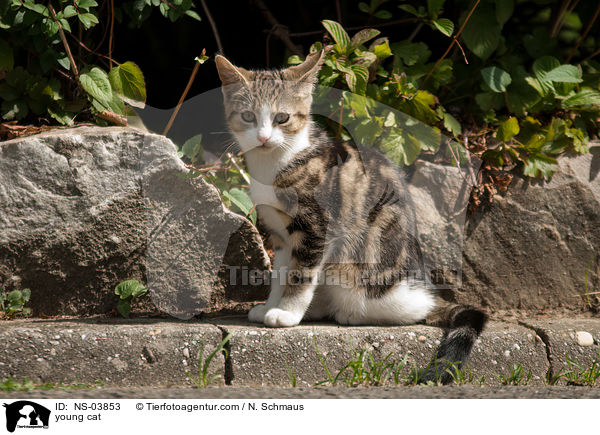 young cat / NS-03853