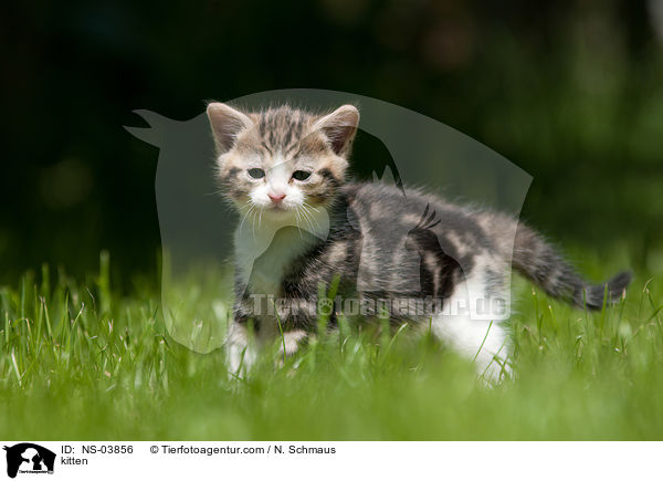 kitten / NS-03856
