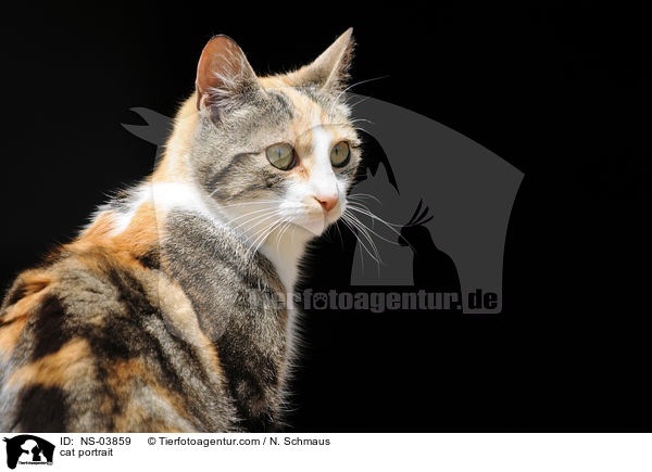 cat portrait / NS-03859