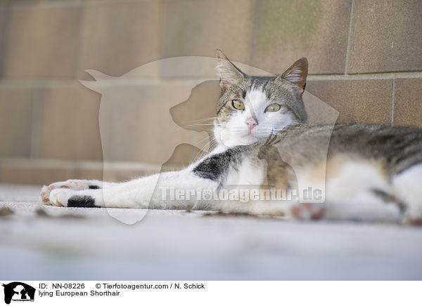 lying European Shorthair / NN-08226
