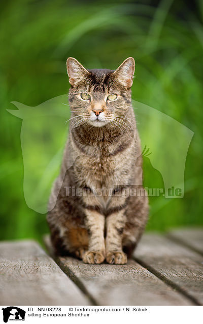sitting European Shorthair / NN-08228