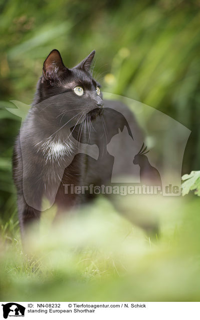 standing European Shorthair / NN-08232