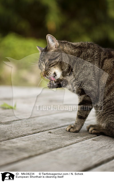 European Shorthair is cleaning itself / NN-08234