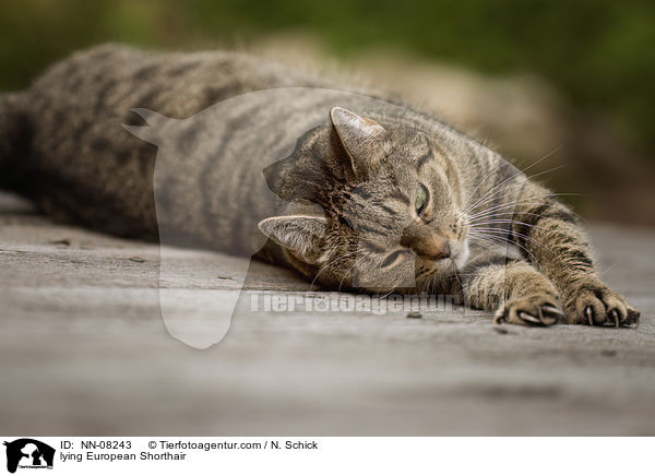 lying European Shorthair / NN-08243