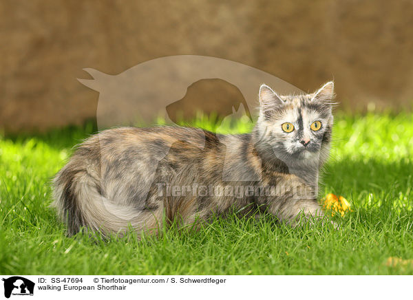laufende Europisch Kurzhaar / walking European Shorthair / SS-47694