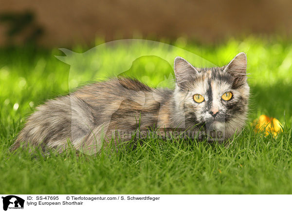 liegende Europisch Kurzhaar / lying European Shorthair / SS-47695