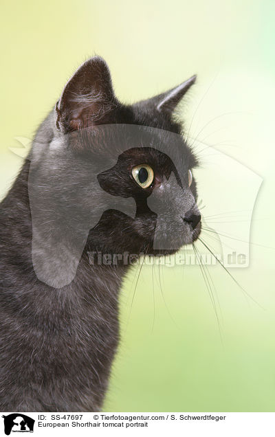 Europisch Kurzhaar Kater Portrait / European Shorthair tomcat portrait / SS-47697