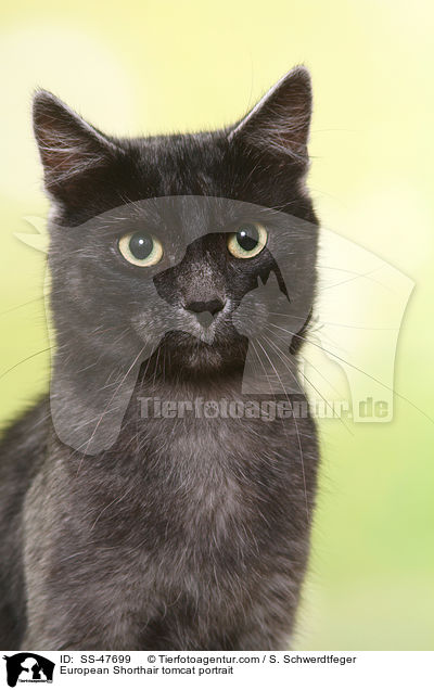 Europisch Kurzhaar Kater Portrait / European Shorthair tomcat portrait / SS-47699