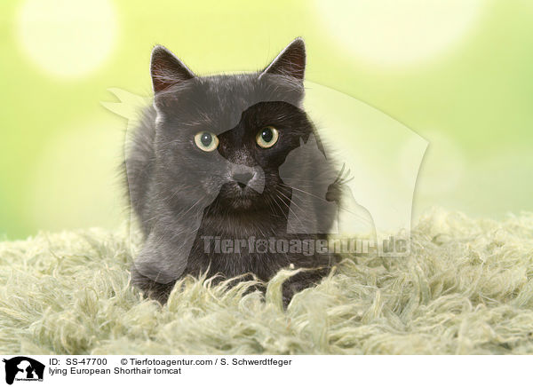 liegender Europisch Kurzhaar Kater / lying European Shorthair tomcat / SS-47700
