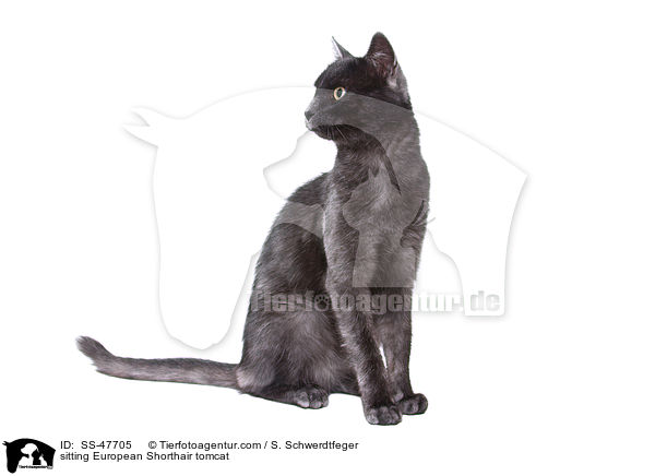 sitzender Europisch Kurzhaar Kater / sitting European Shorthair tomcat / SS-47705