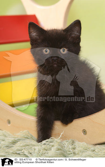 sitting European Shorthair Kitten / SS-47710