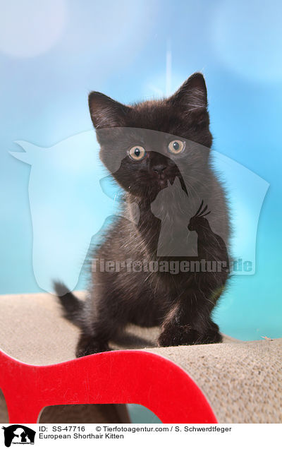 European Shorthair Kitten / SS-47716