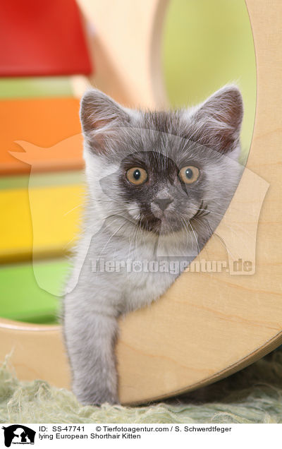 liegendes Europisch Kurzhaar Ktzchen / lying European Shorthair Kitten / SS-47741