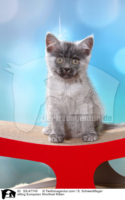 sitzendes Europisch Kurzhaar Ktzchen / sitting European Shorthair Kitten / SS-47745