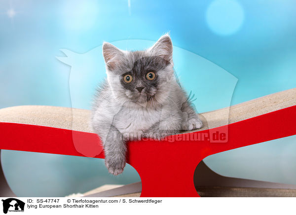 liegendes Europisch Kurzhaar Ktzchen / lying European Shorthair Kitten / SS-47747