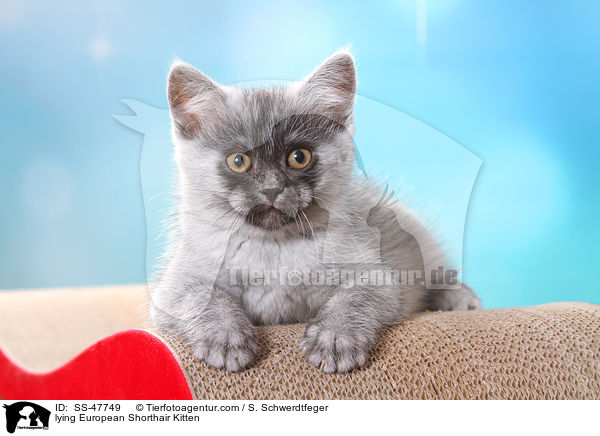 liegendes Europisch Kurzhaar Ktzchen / lying European Shorthair Kitten / SS-47749